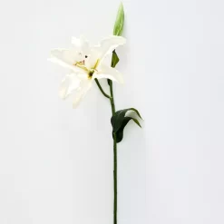 Lily Stem