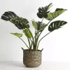 Potted Monsteria -Fashion Home Decor Store 1117257673 A