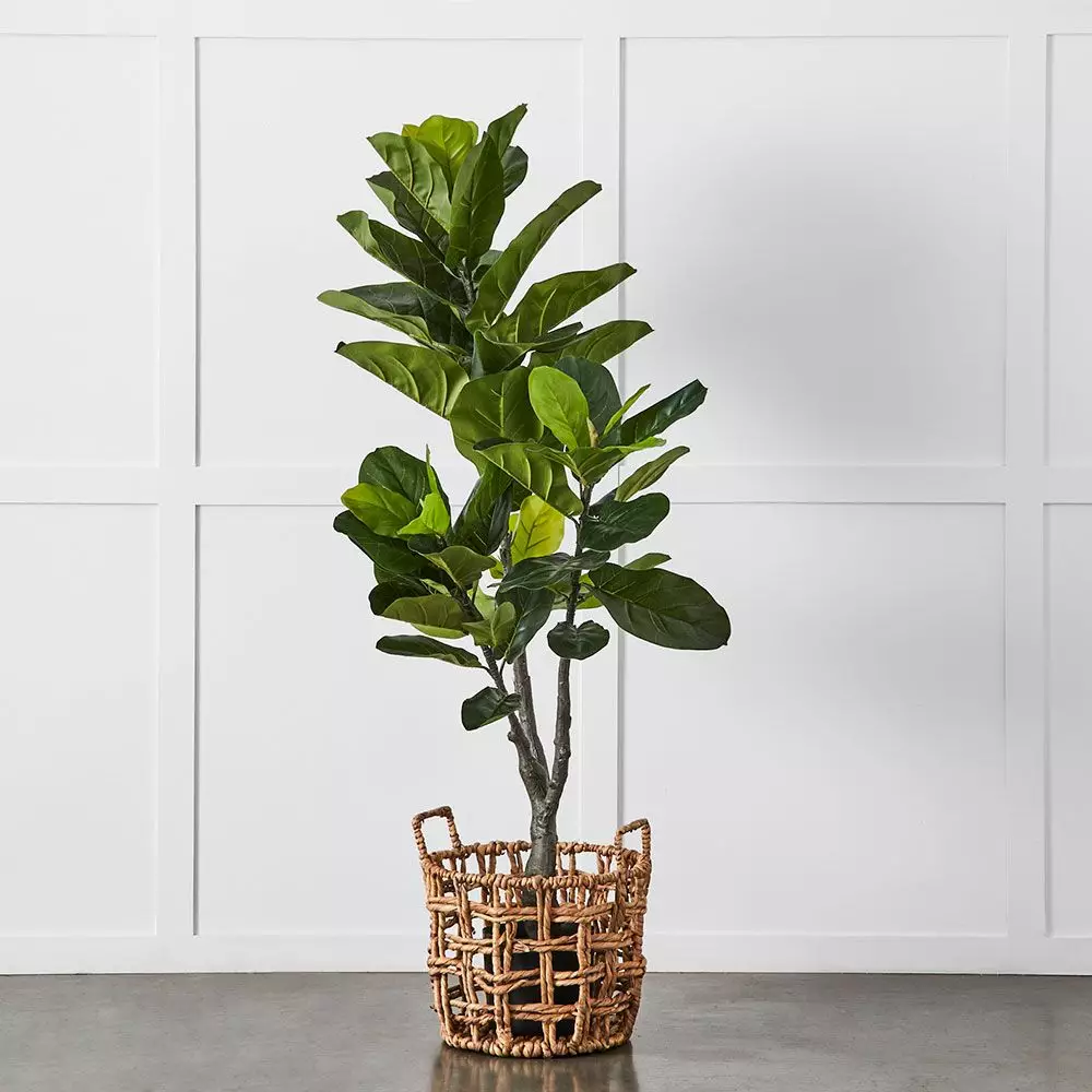 Potted Ficus 4 Potted Ficus - Image 2