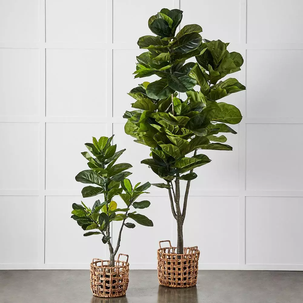Potted Ficus 5 Potted Ficus - Image 3