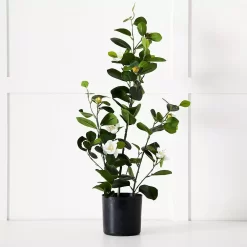Potted Camelia
