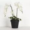 Potted Orchid Phalaenopsis -Fashion Home Decor Store 1117258240 A