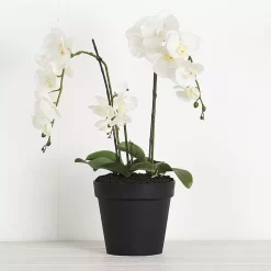 Potted Orchid Phalaenopsis