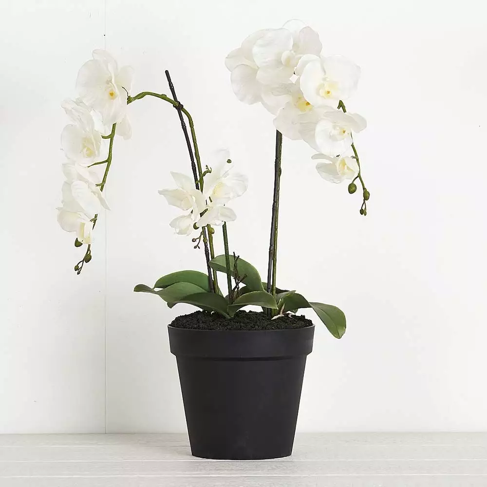 Potted Orchid Phalaenopsis 3 Potted Orchid Phalaenopsis