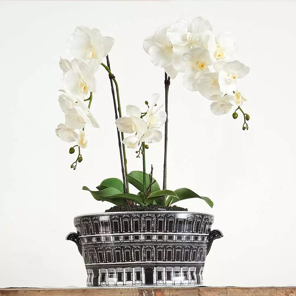 Potted Orchid Phalaenopsis 4 Potted Orchid Phalaenopsis - Image 2