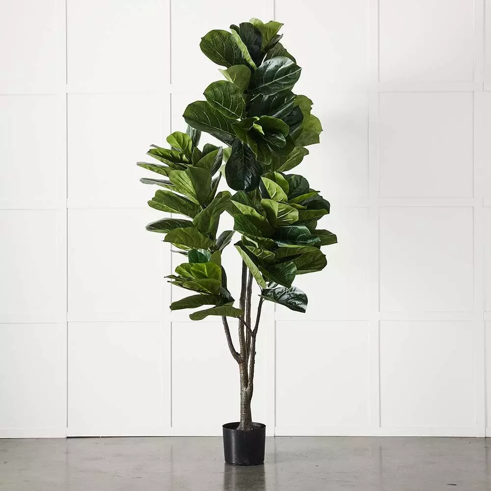 Potted Ficus XL 3 Potted Ficus XL