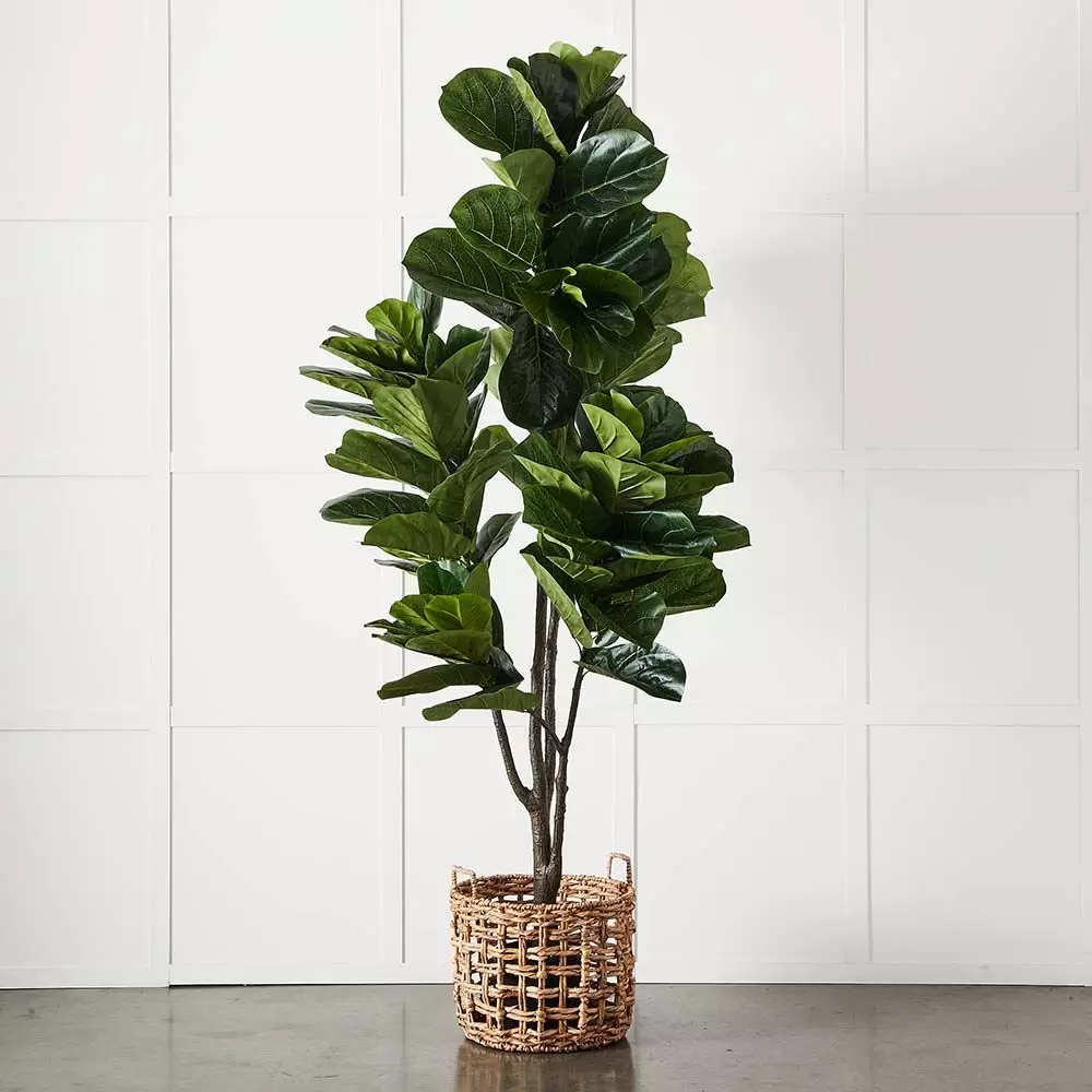 Potted Ficus XL 4 Potted Ficus XL - Image 2