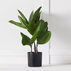Potted Rubber Fig