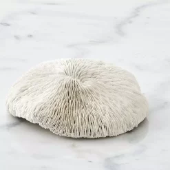 Ecology Spinifer Coral