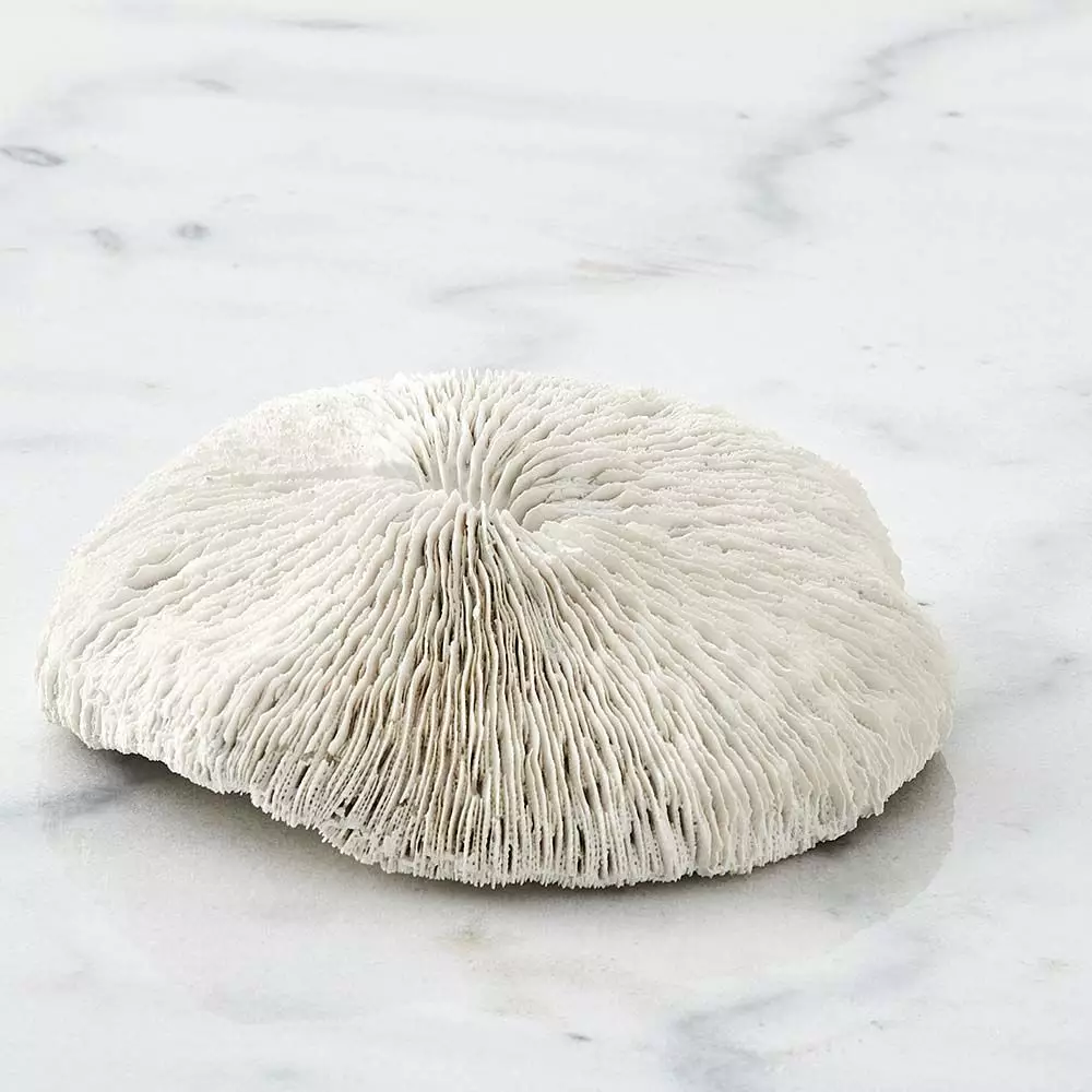 Ecology Spinifer Coral 3 Ecology Spinifer Coral