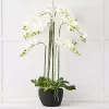 Blume 9 Stem Orchid