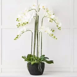 Blume 9 Stem Orchid