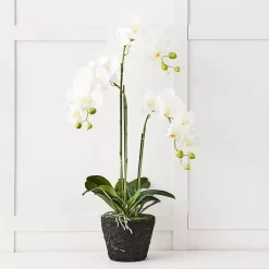 Blume 3 Stem Orchid