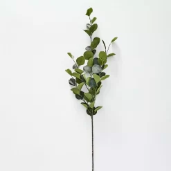 Silver Eucalypt Foliage