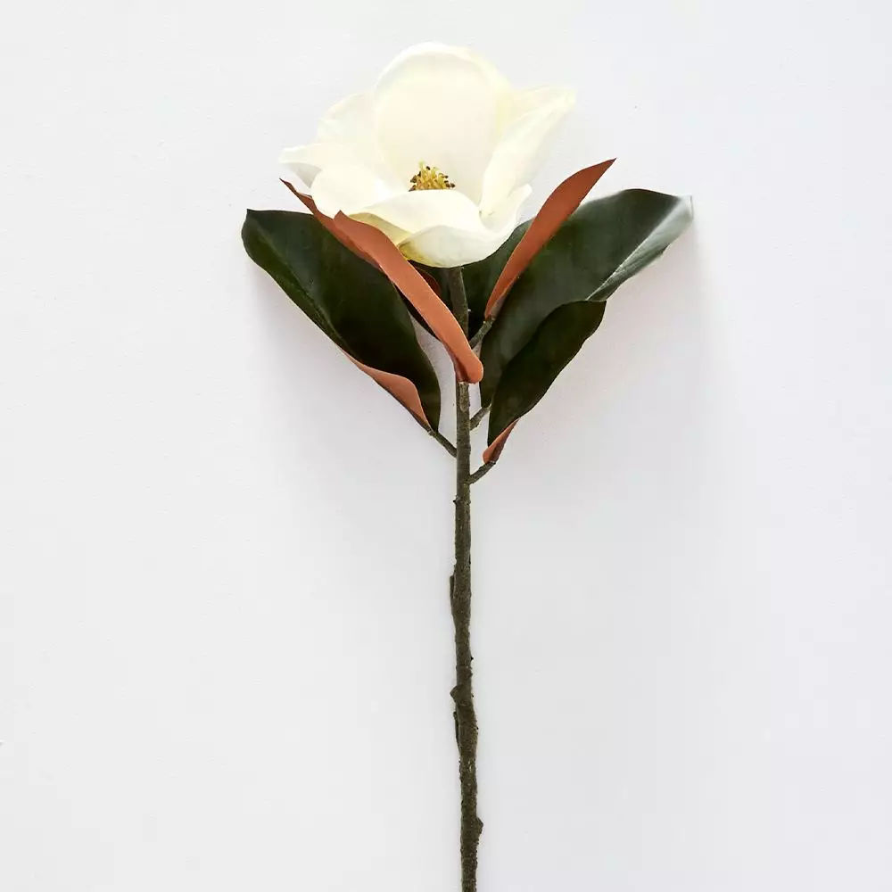 Magnolia Flower 3 Magnolia Flower