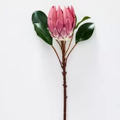 Protea Flower