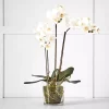 Potted Orchid -Fashion Home Decor Store 1117260073 a