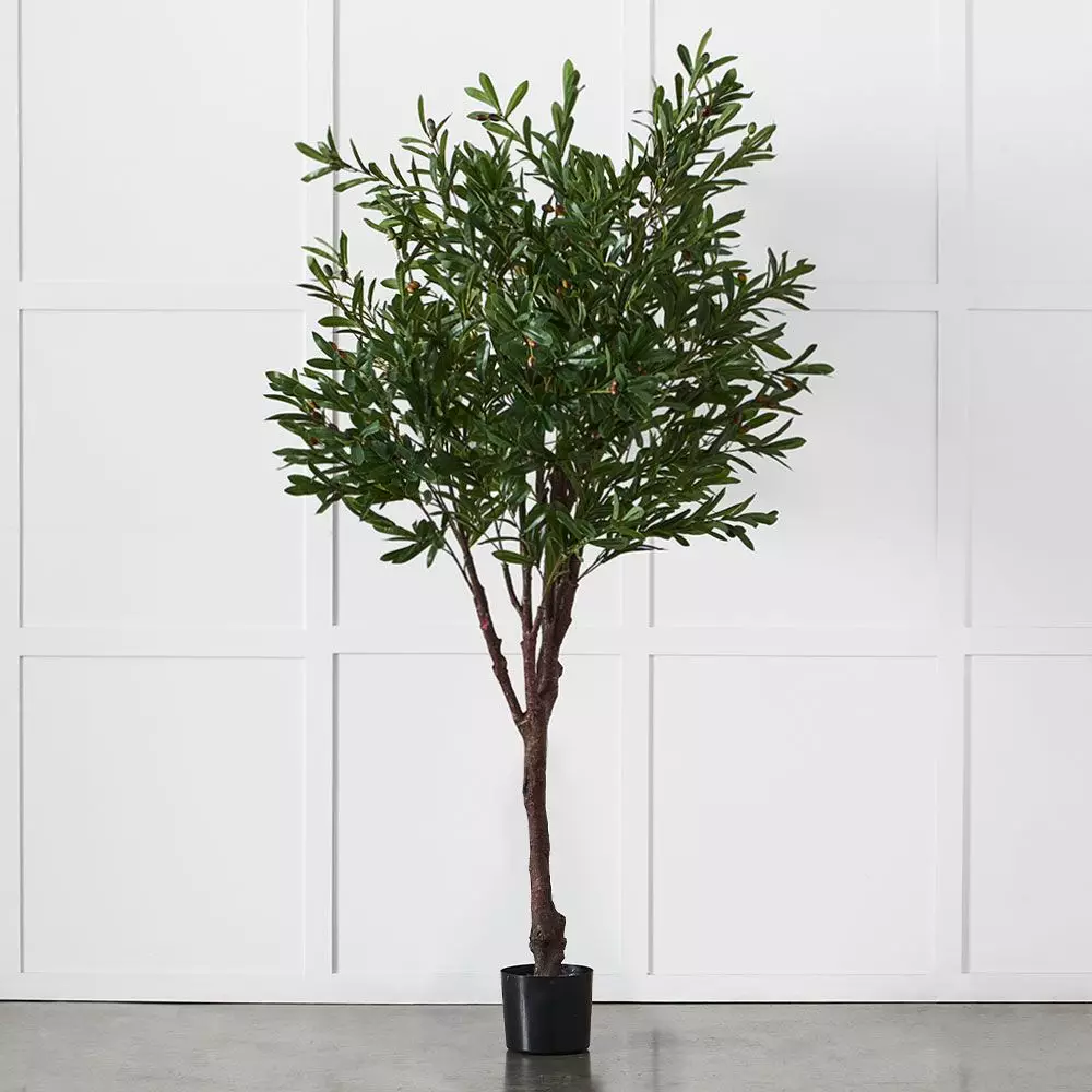 Olive Tree 3 Olive Tree