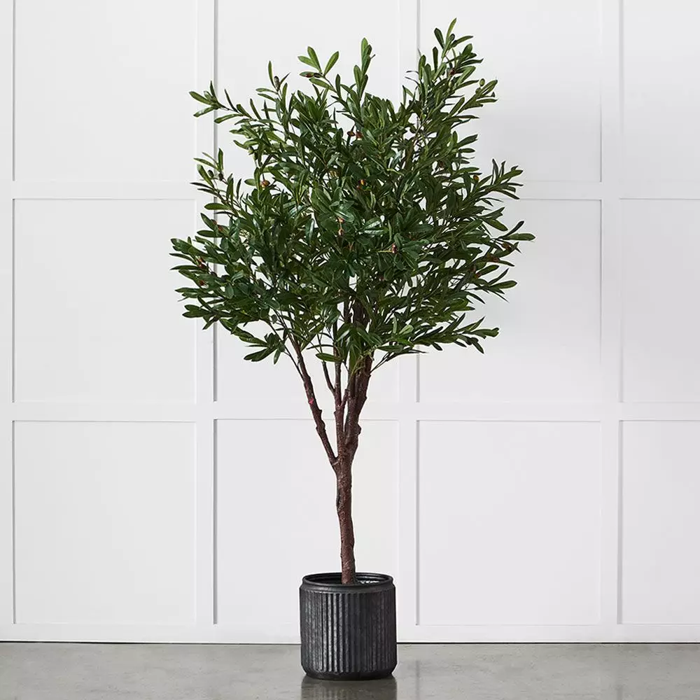 Olive Tree 4 Olive Tree - Image 2