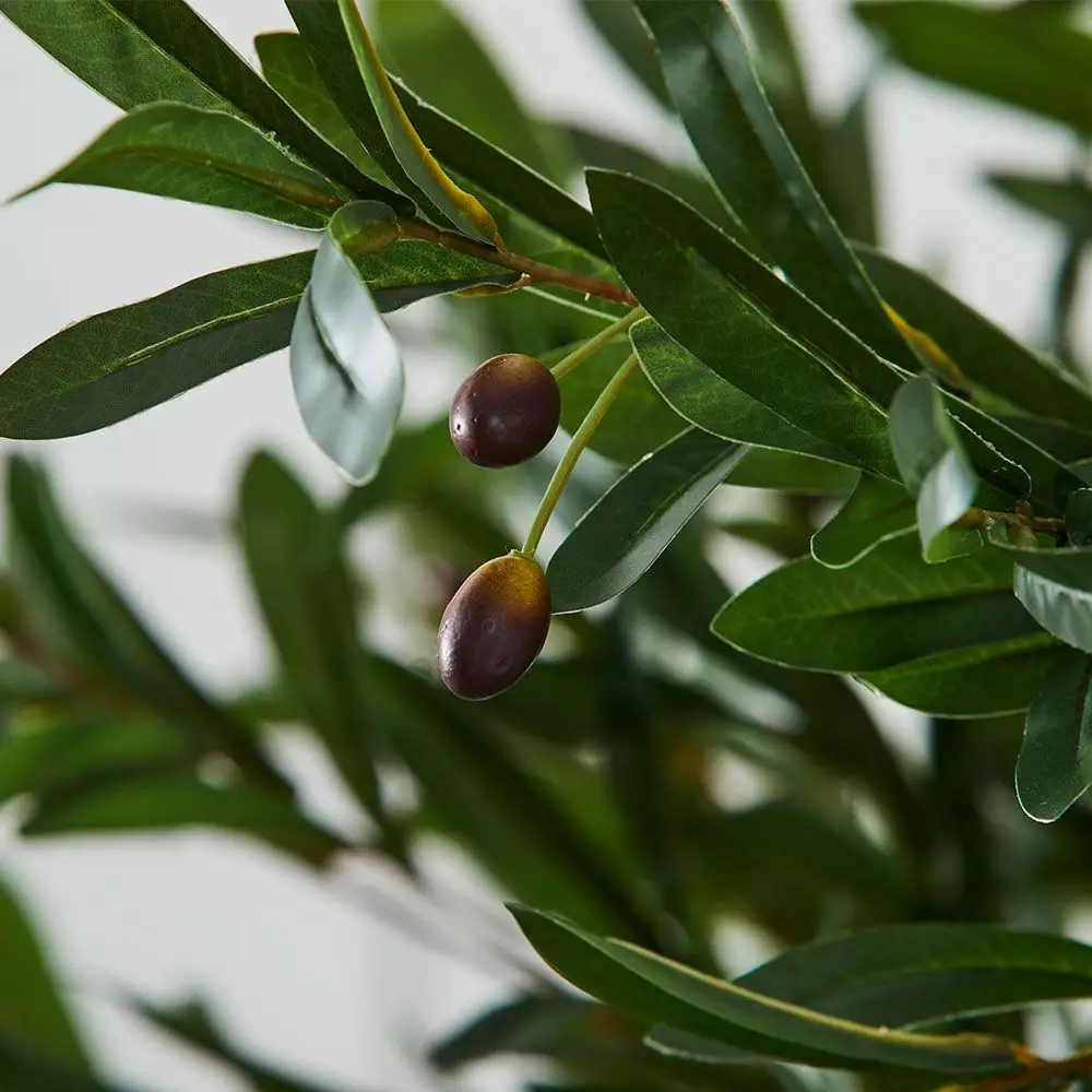 Olive Tree 5 Olive Tree - Image 3